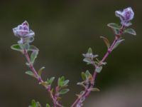 Thymus serpyllum et Aceria thomasi Skanörs ljung, Falsterbohalvön, Vellinge, Skåne, Sweden 20160617_0285