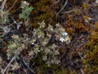 Thymus serpyllum ssp. serpyllum Dröstorps alvar, Mörbylånga, Öland, Sweden 20180810_0067
