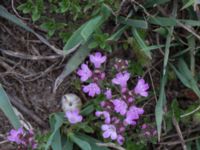 Thymus serpyllum ssp. serpyllum Hammar, Ystad, Skåne, Sweden 20160727_0042