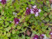 Thymus serpyllum ssp. serpyllum Hamnen, Klagshamns udde, Malmö, Skåne, Sweden 20150628_0192