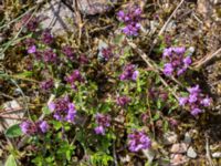 Thymus serpyllum ssp. serpyllum Nybrofältet, Stora Köpinge, Ystad, Skåne, Sweden 20160703_0135