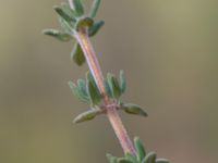 Thymus vulgaris Pendlarparkeringen Vellinge samhälle, Vellinge, Skåne, Sweden 20230615_0052