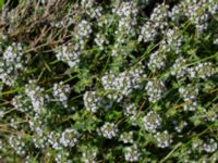 Thymus vulgaris Pendlarparkeringen, Vellinge, Skåne, Sweden 20240525_0013