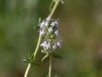 Thymus vulgaris Pendlarparkeringen, Vellinge, Skåne, Sweden 20240525_0014