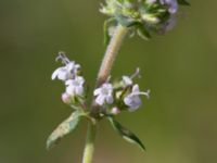 Thymus vulgaris Pendlarparkeringen, Vellinge, Skåne, Sweden 20240525_0015