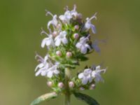 Thymus vulgaris Pendlarparkeringen, Vellinge, Skåne, Sweden 20240525_0017