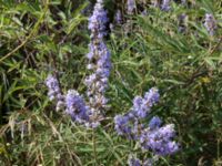 Vitex agnus-castus Akgöl sand dunes, Turkey 20120627 329