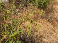 Vitex agnus-castus Neretve Delta, Ploce, Croatia 20170803_1565