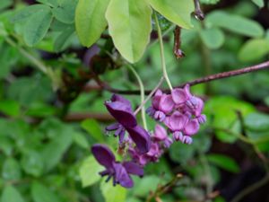 Akebia quinata - Chocolate Vine - Fembladig akebia