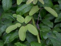 Akebia quinata Närlunda tegelbruksgrav, Helsingborg, Skåne, Sweden 20170811_0084