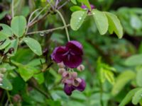 Akebia quinata Närlunda tegelbruksgrav, Helsingborg, Skåne, Sweden 20190504_0040