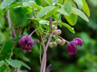 Akebia quinata Närlunda tegelbruksgrav, Helsingborg, Skåne, Sweden 20190504_0042