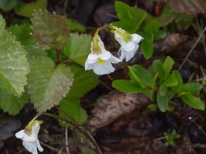 Pinguicula alpina - Alpine Butterwort - Fjälltätört