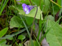 Pinguicula vulgaris Fuktängen, Toarpsdammen, Toarp, Malmö, Skåne, Sweden 20220601_0092