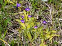 Pinguicula vulgaris Gunnarstorp, Mörbylångar, Öland, Sweden 20150606_0063