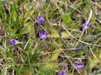 Pinguicula vulgaris Gunnarstorp, Mörbylångar, Öland, Sweden 20150606_0064