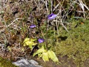 Pinguicula vulgaris - Common Butterwort - Tätört