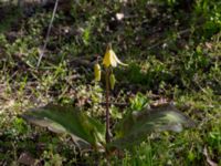 Erythronium californium x tuolumnense Djungelparken, Bunkeflostrand, Malmö, Skåne, Sweden 20190421_0004