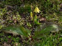 Erythronium californium x tuolumnense Djungelparken, Bunkeflostrand, Malmö, Skåne, Sweden 20190421_0006