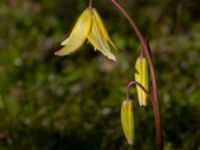 Erythronium californium x tuolumnense Djungelparken, Bunkeflostrand, Malmö, Skåne, Sweden 20190421_0008