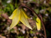 Erythronium californium x tuolumnense Djungelparken, Bunkeflostrand, Malmö, Skåne, Sweden 20190421_0014