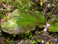 Erythronium californium x tuolumnense Djungelparken, Bunkeflostrand, Malmö, Skåne, Sweden 20190421_0015