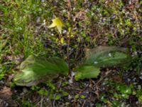 Erythronium californium x tuolumnense Djungelparken, Bunkeflostrand, Malmö, Skåne, Sweden 20190421_0016