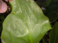 Erythronium californium x tuolumnense Djungelparken, Bunkeflostrand, Malmö, Skåne, Sweden 20190421_0019