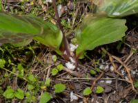 Erythronium californium x tuolumnense Djungelparken, Bunkeflostrand, Malmö, Skåne, Sweden 20190421_0020