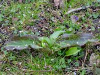 Erythronium californium x tuolumnense Djungelparken, Bunkeflostrand, Malmö, Skåne, Sweden 20200401_0012