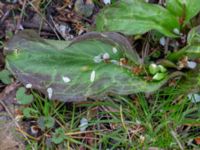 Erythronium californium x tuolumnense Djungelparken, Bunkeflostrand, Malmö, Skåne, Sweden 20200401_0015