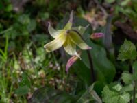 Erythronium californium x tuolumnense Djungelparken, Bunkeflostrand, Malmö, Skåne, Sweden 20200419_0050