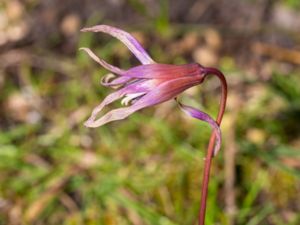 Erythronium dens-canis - European Dogtooth Violet - Hundtandslilja