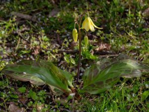 Erythronium tuolumnense - Tuolumne Dog's Tooth Violet - Gul hundtandslilja