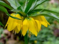 Fritillaria imperialis Hasseldal, Stenshuvud, Simrishamn, Skåne, Sweden 20190501_0056