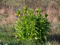 Fritillaria imperialis Karlevi södra, Mörbylånga, Öland, Sweden 20160409_0114