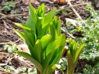 Fritillaria imperialis Tygelsjö kyrka, Malmö, Skåne, Sweden 20170326_0011