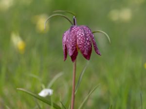 Fritillaria meleagris - Snake's Head Fritillary - Kungsängslilja