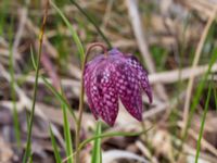 Fritillaria meleagris Djungelparken, Bunkeflostrand, Malmö, Skåne, Sweden 20230430_0179