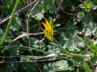 Gagea pomeranica Hammars backar, Ystad, Skåne, Sweden 20190417_0035