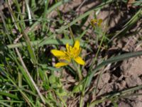 Gagea pomeranica Hammars backar, Ystad, Skåne, Sweden 20190417_0041