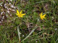 Gagea pomeranica Norra Malmgatan, Grönhögen, Mörbylånga, Öland, Sweden 20160410_0157