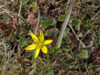 Gagea pomeranica Norra Malmgatan, Grönhögen, Mörbylånga, Öland, Sweden 20160410_0168