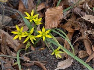 Gagea pratensis - Meadow Gagea - Ängsvårlök