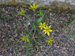 Gagea villosa - Hairy Star-of-Bethlehem - Luddvårlök