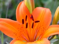 Lilium bulbiferum Grodreservatet, Norra hamnen, Malmö, Skåne, Sweden 20160612_0099