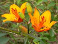 Lilium bulbiferum var. croceum Österleden-Notvägen, Nybrostrand, Ystad, Skåne, Sweden 20180620_0068