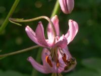 Lilium martagon Helgonavägen 2, Lund, Skåne, Sweden 20190629_0039