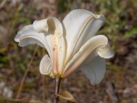 Lilium regale Oljesjöutfyllnaden, Malmö, Skåne, Sweden 20220720_0058