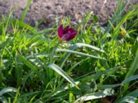 Tulipa humilis 'Persian Pearl' Eriksfältsgatan 24, Malmö, Skåne, Sweden 20210422_0004